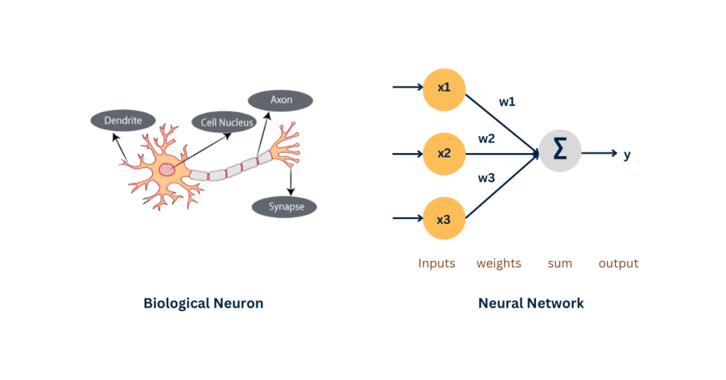 biological neural network vs artificial neural network